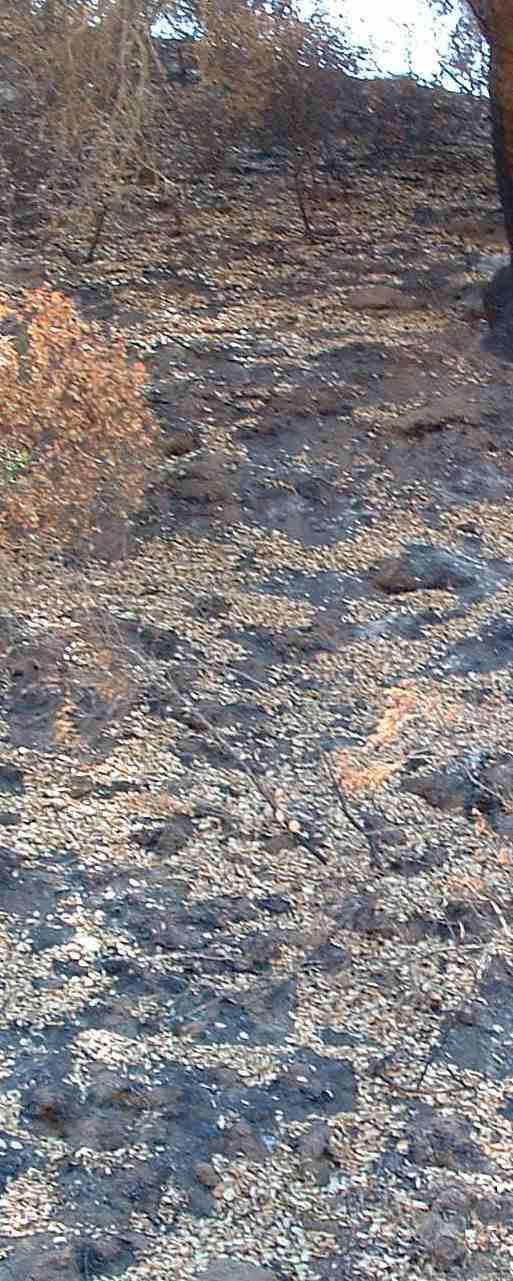North slope of Chaparral after fire.