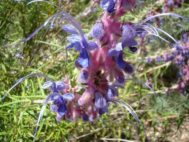 Wholly blue curls is a large fragrant herb with fussy purple flowers that attracts hummingbirds and need no water