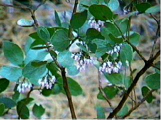 Greenleaf manzanita (Arctostaphylos patula) grows in the lodgepole pine forest.