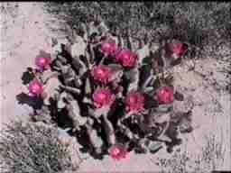 A Beavertail Cactus, Opuntia basilaris, in creosote scrub. These are beautiful and not as vicious as the Cholla.
