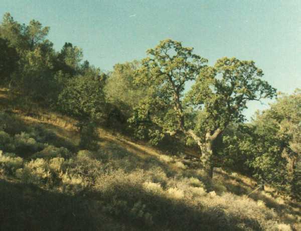 Blue oaks can be a major part of the California Central oak woodland.