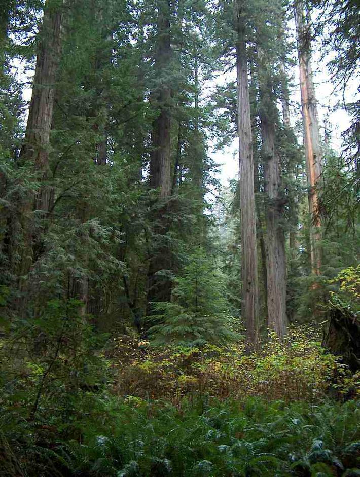 picture of a  California's Coastal Redwood forest with coast redwood (Sequoia semperviren), Elderberry Trees Sambucus,  and  Western Sword Fern (Polystichum munitum)