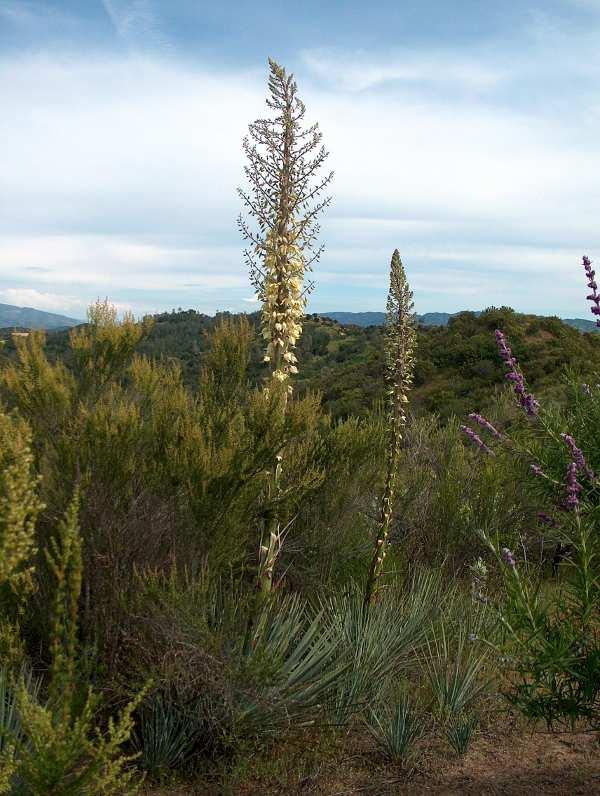The plants in the chaparral plant community can tolerate very harsh environmental conditions, high wind, intense summer heat, extended drought, freezing temperatures and very shallow soil. 