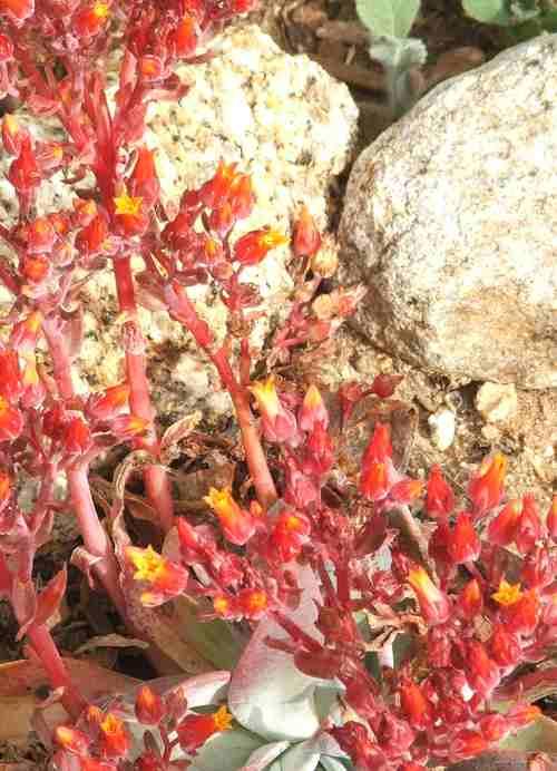 Dudleya cymosa can be found in rocky areas in the southern oak woodland