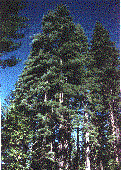 An old image of a red fir forest.