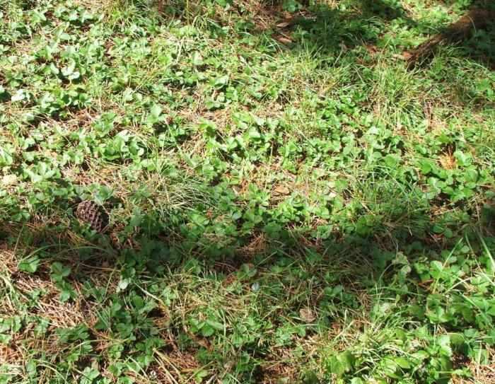 Wild California strawberries (Frageria Californica) makes a beautiful lawn for under coastal pine or oak forests. It also has the advantage of having delicious strawberries.