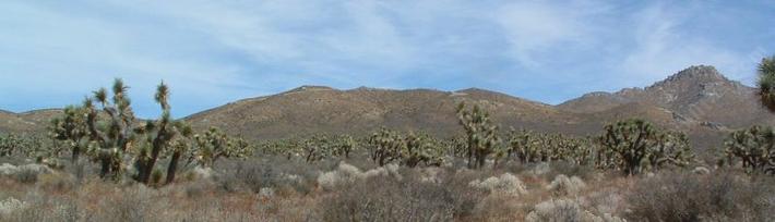 The Joshua tree is by far the tallest and sturdiest looking plant in the Joshua tree woodland.