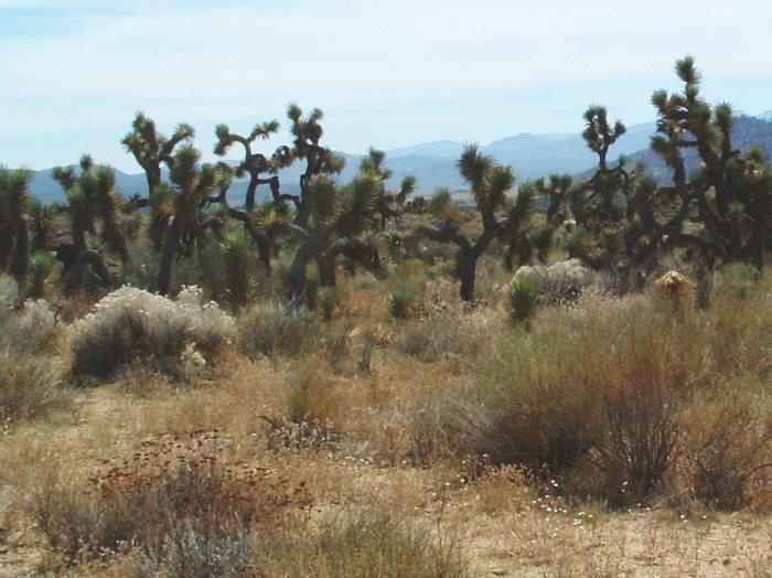 The strange poises of the Joshua tree make them look as if they were frozen in some sort of strange dance.