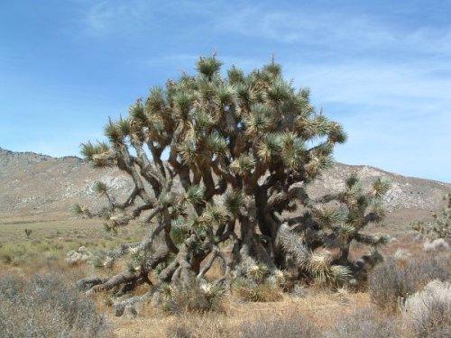 The fallen branches of a Joshua tree, Yucca brevifolia, are a very important hiding and housing spots for wildlife in a plant community that can be very hot, very cold, and very windy and where there are no places to hide from the weather or predators.