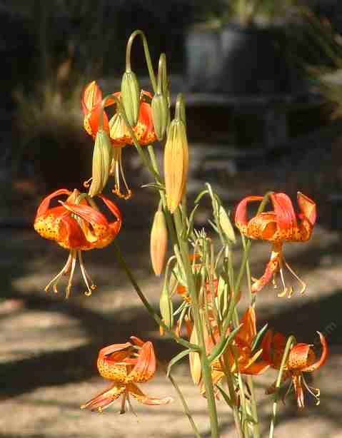 In the Sierras you might see Quaking aspen (Populus tremuloides), Mountain dogwood (Cornus nattallii) Tiger Lilies (Lilium spp.)