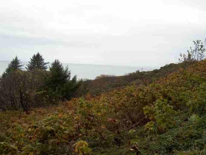 The Northern Coastal Scrub plant community is found near the ocean along northern California's coastline. 