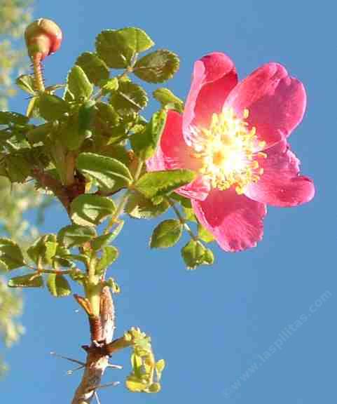 California wild roses can be found on the forest floor of closed cone pine forest.