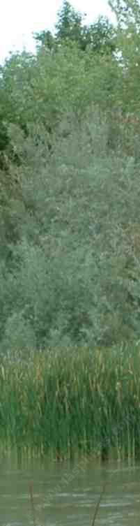 Sycamore (Platanus racemosa), Box Elder (Acer negundo), Willow (Salix spp.), Cat-tales (Typha spp) line the salinus river.