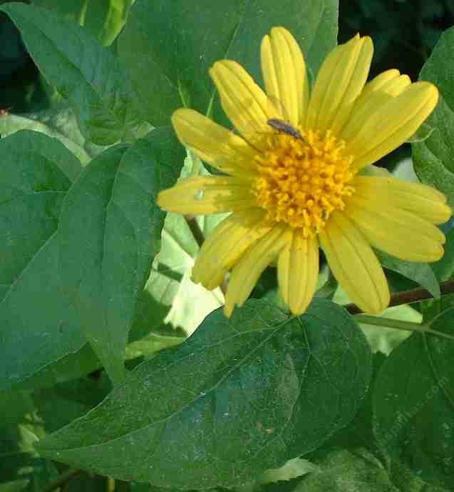 Venegasia carpesioides grows in the suthern oak woodland plant community