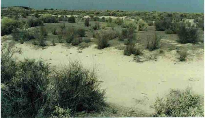 Here is a picture of a Alkali sink plant community in the vicinity of Lost Hills.