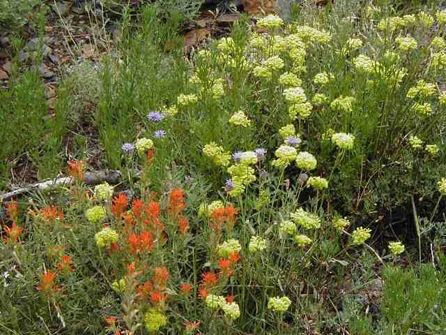 Sulfur buckwheat can be an alpine plant in California.