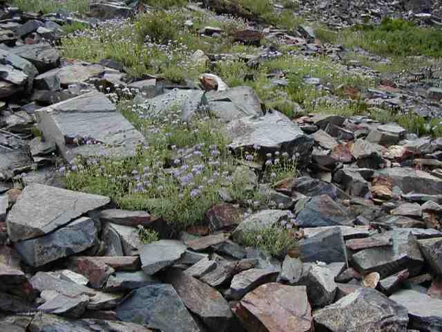 Monardella can grow in your yard. Some forms are white, some pink, some blue.
