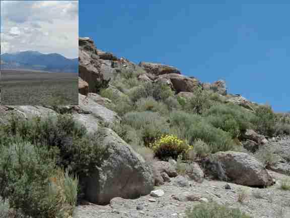 The plant community is dominated by Big Basin Sagebrush (Artemisia tridentata) and different, rather ugly, twiggy Saltbushes (Atriplex spp.). 