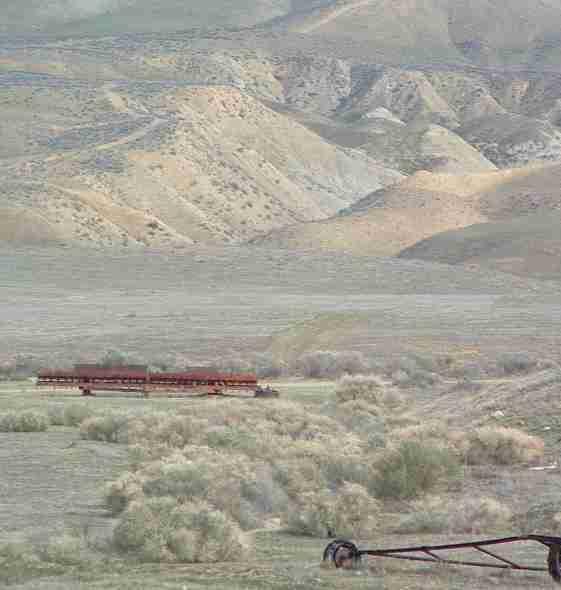 Shade scale scrub in the Carrizo Plains