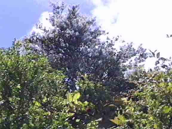 Ceanothus is one of the bushes that live in Norther Oak Woodland