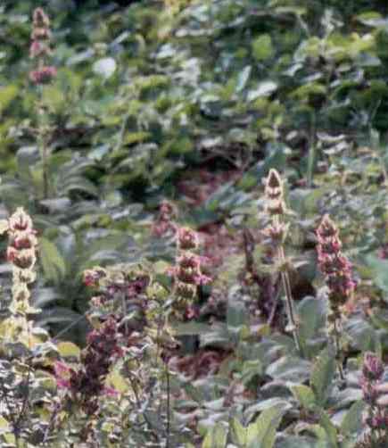 In many coastal areas of Central Oak woodland Hummingbird sage was a full groundcover.
