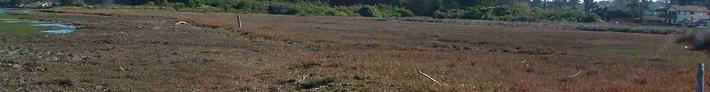 They keep debating as to how much of California's Coastal Salt marsh community is actually left, 5%-10% seems to be the number. It is easy to fill in, and usually located in a vary valuable area. It is also easily damaged by human activity. 