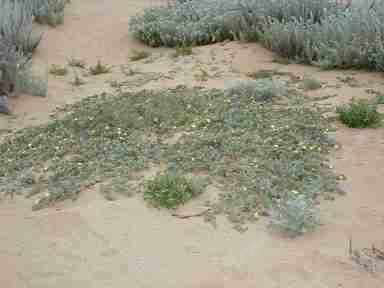 A beach evening primrose in California  beach sand