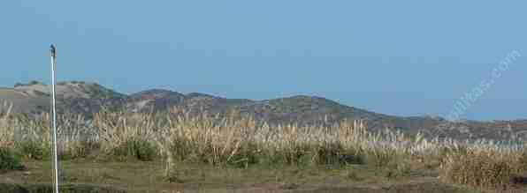 California Coastal Strand is being replaced by weeds like Pampas Grass.