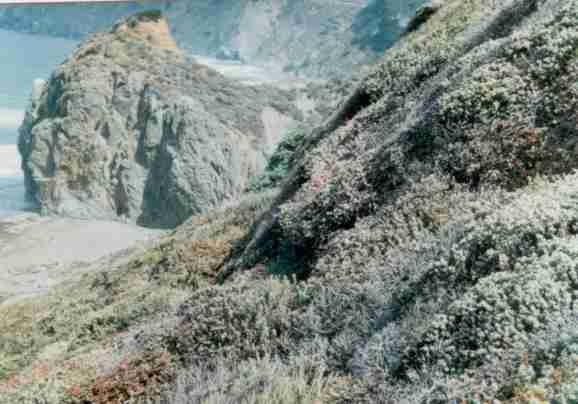 There's a reason why there's low plants on some of these coastal bluffs, salt spray!