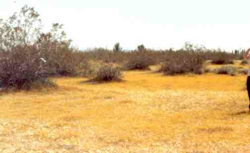 I know this picture is really old but that yellow stuff is Gold fields, a wildflower, not grass! Grass is fatal to this comunity. The wildflowers are a very important part of this desert plant community.