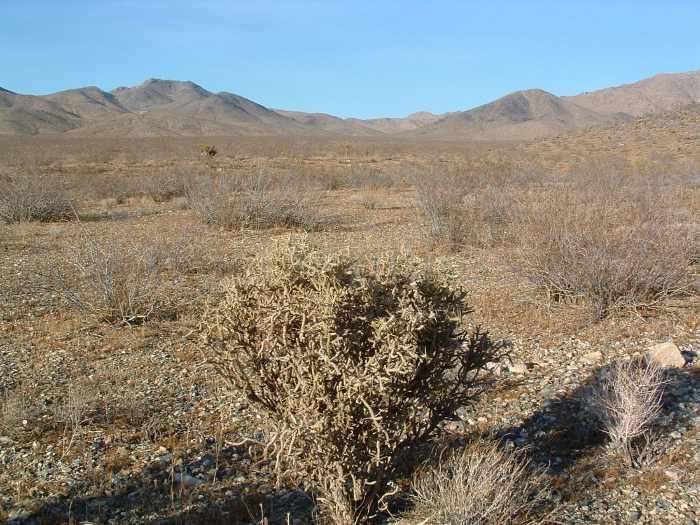 The creosote bush scrub plant community looks barren much of the year.