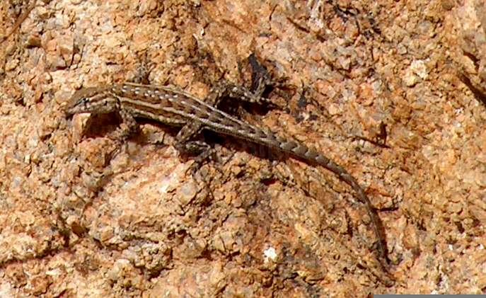 Notice this lizard is on bare soil. Most reptiles have real trouble when their native habitats are invaded by alien grasses and other weeds.