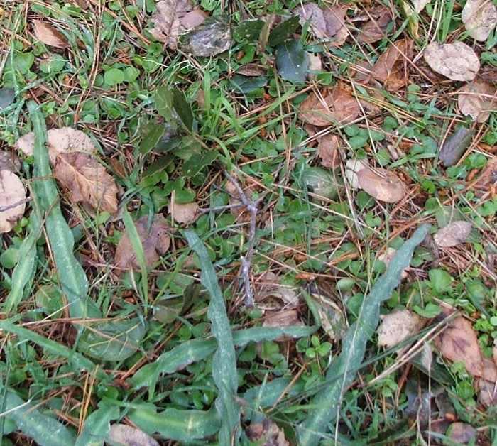 Dichondera spp. makes a nice lawn substitute. Here it was under Monterey pines with Soap Plant (Chlorogalum sp.) and Star Lily (Zigadenus fremontii).