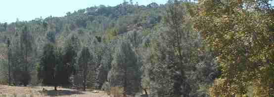 California central oak woodland often has gray pines and was called the digger pine belt.