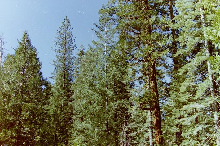 Douglas Fir forest