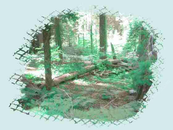 The douglas fir forest understory