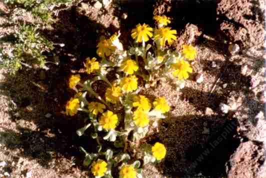A wildflower in  the creosote scrub.