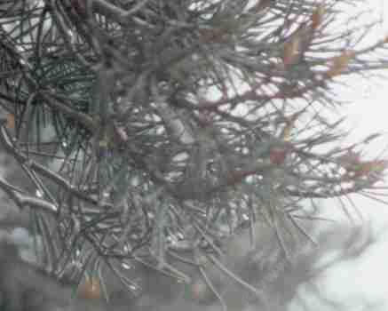 Pinyon pine collecting cloud moisture