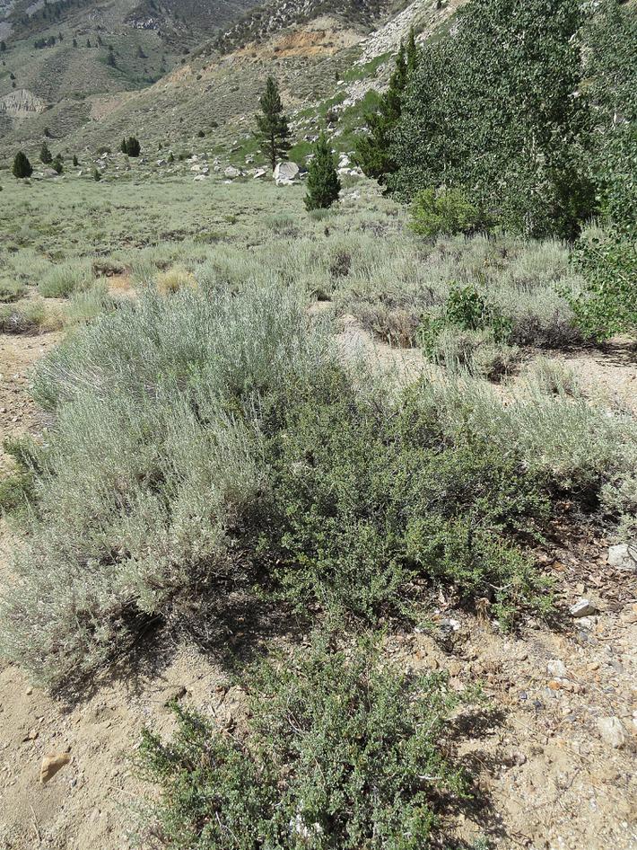 The Antelope Bushes (Purshia spp.) seem to be indicator plants. Purshia tridentata lives in Great Basin Sagebrush, while Purshia glandulosa lives in Sagebrush Scrub.