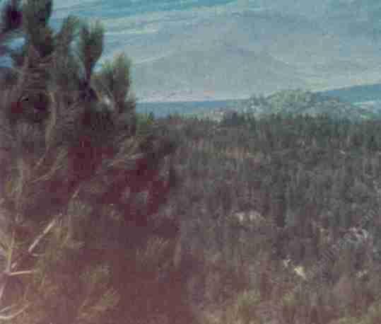 Looking down to Lake Isabella through the Ponderosa Pine from Greenhorn Moutain.