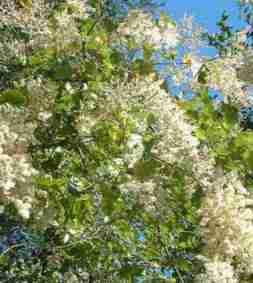 Ocean spray occurs on north slopes in Mixed Evergreen Forest
