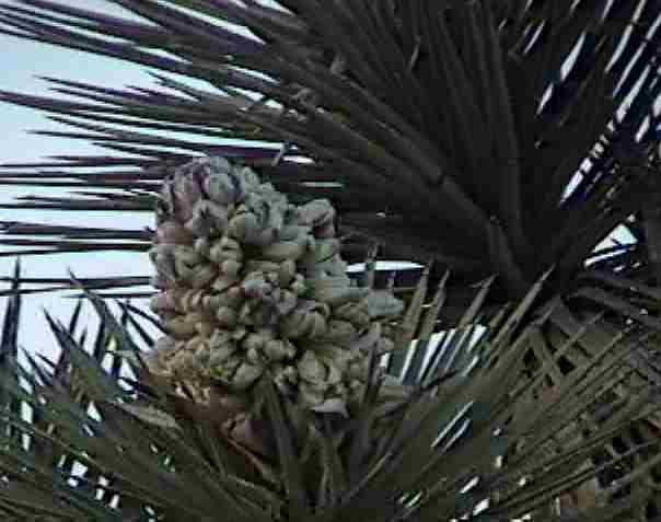 The Joshua Trees flowers look a great deal like you would expect a palm tree to look, 