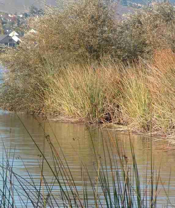 Willow (Salix spp.),  and Rushes (Juncus  sp.) around Laguna Lake in San Luis Obispo, California