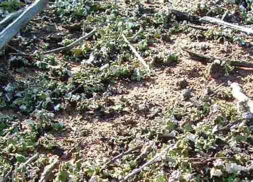 A mixture of very diverse soils, from acidic sand on hard pan(manzanita country) to alkaline clays(largely converted to annual weeds). The USDA Geological Maps are very useful in these areas. The USDA soil maps are confusing at best, wrong at worst.