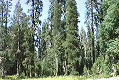 Areas where Lodgepole Pines have been left alone are dense, hard- to- walk- through forest thickets of trees