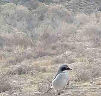 Loggerhead Shrike in Shadscale Scrub near McKittrick