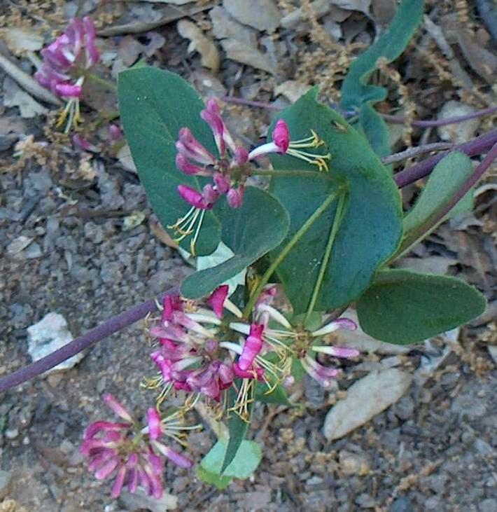 California Honeysuckle (Lonicera hispidula) grows in the Douglas fir forest.
