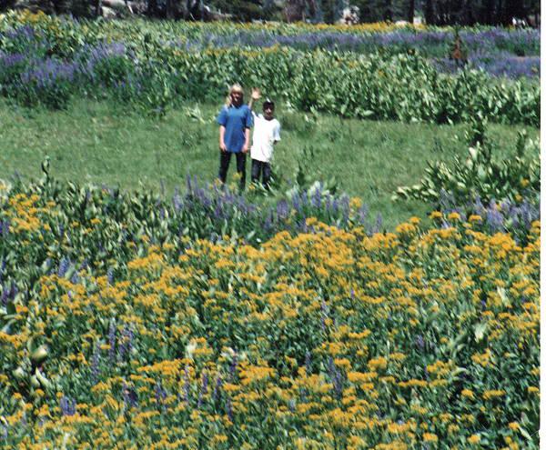 Mountain Meadows are a plant community found within coniferous forests throughout California. It is very similar to a seasonal marsh.