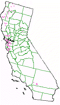 An attempt to map California Mixed evergreen forest.