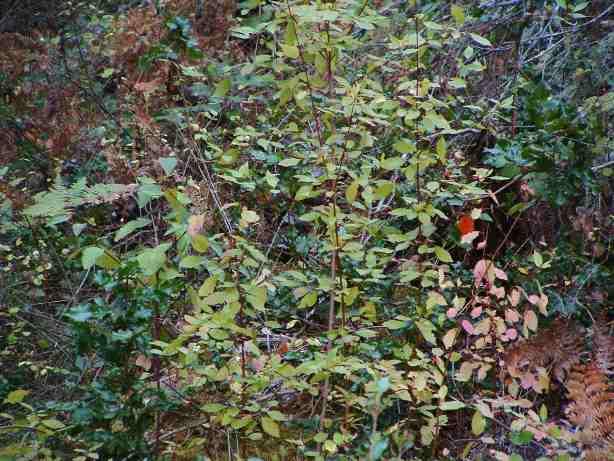 Here is an example of the understory in mixed evergreen forest. Cornus, Mahonia, Ferns and Ninebark.